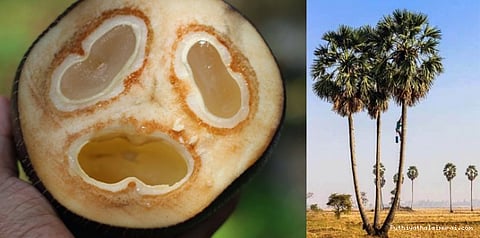 பனையின் நன்மைகளும், நுங்கின் மருத்துவ குணங்களும்