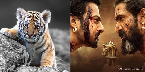 அட, ஒடிசா புலிகுட்டிக்கு பாகுபலி பெயர்!