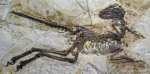 3 டன் எடை கொண்ட பறவையைப் பற்றி தெரியுமா உங்களுக்கு?