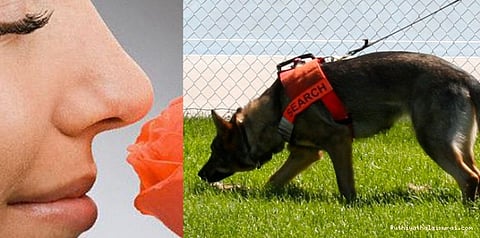 தெரியுமா? மோப்ப சக்தியில் நாய்களை விட மனிதர்களே சிறந்தவர்கள்