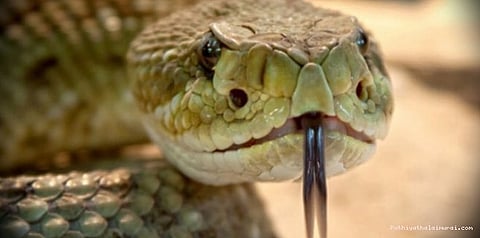 அமெரிக்காவில் முத்தமிட்டவரை நாக்கில் தீண்டிய பாம்பு