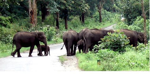 யானைகளுடன் செல்ஃபி: விபரீத முயற்சியில் சுற்றுலா பயணிகள்!