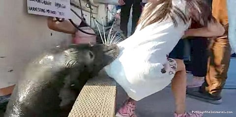 சிறுமியை நீருக்குள் இழுத்த கடல் சிங்கம்