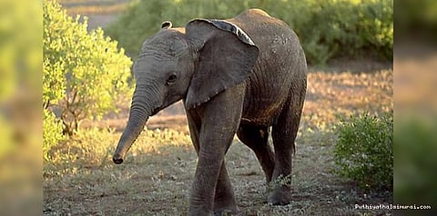 அம்மாவை பிரிந்த யானைக்குட்டி- குழந்தை போல் பராமரிக்கும் காப்பகம்