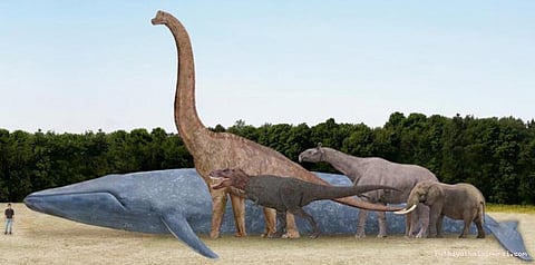 திமிங்கலங்கள் பிரம்மாண்டமாக வளர்வது எப்படி? ரகசியத்தை வெளிக்கொணர்ந்த ஆய்வாளர்கள்