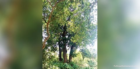 கர்நாடகாவில் 500 ஆண்டு பழமையான மாந்தோப்பு