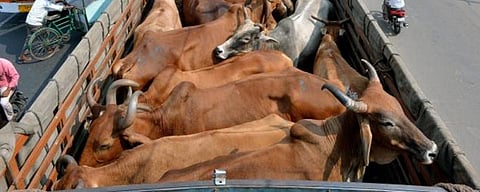கால்நடை விற்பனையில் மத்திய அரசின் புதிய விதிமுறைகள் என்னென்ன?