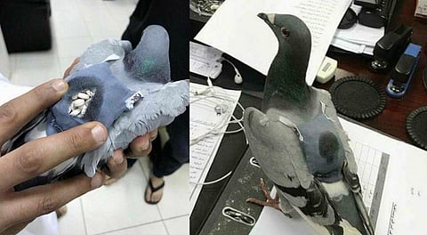 புறாவின் முதுகில் 178 போதை மாத்திரைகள்