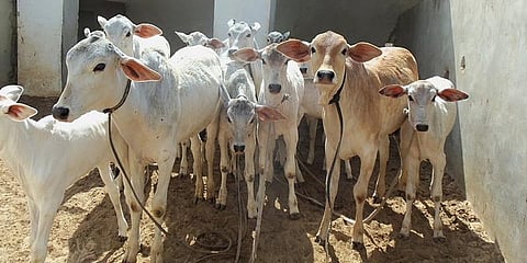 ரூ.15 கோடிக்கு மாடுகள் சேல்ஸ்!