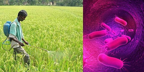 பிபிஎப்எம் எனும் பயிர்காக்கும் பாக்டீரியா