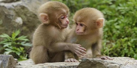 குரங்குக்கும் இருக்குதாம் கற்பனை! ஆய்வில் தகவல்