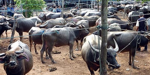 இறைச்சிக்காக மாடுகள் விற்க தடை: எருமை மாடுகளுக்கு விலக்கு கிடைக்குமா?