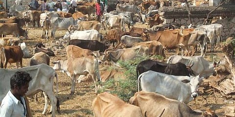 மாடு விற்பனைக் கட்டுப்பாடால் நாசமான வியாபாரம்: ரூ.150 கோடி வர்த்தகம் பாதிப்பு