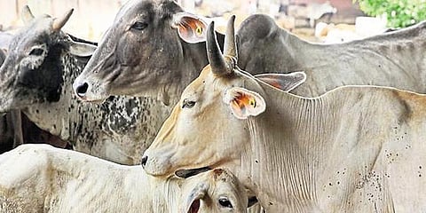 பசுவை கொன்றால் ஆயுள்தண்டனை: ராஜஸ்தான் உயர்நீதிமன்றம் பரிந்துரை