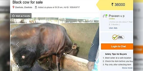 தடை எதிரொலி: ஆன்லைனில் விற்பனையாகும் மாடுகள்