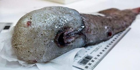 சிட்னி கடல்பகுதியில் முகமே இல்லாத மீன்
