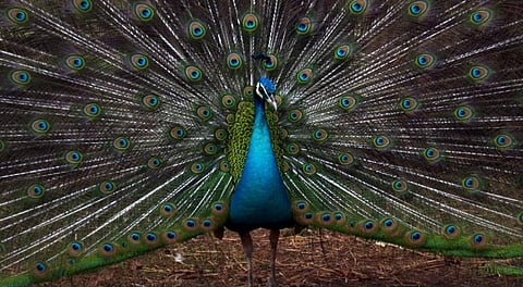 மயில்கள் பிரமச்சாரிகளா?... ராஜஸ்தான் நீதிபதி கருத்தை மறுக்கும் நெட்டிசன்கள்