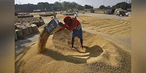 டெல்டா மாவட்டங்களில் கடுமையாக வீழ்ச்சியடைந்த நெல் உற்பத்தி