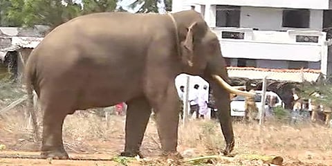 4 பேரைக் கொன்ற காட்டு யானை... 8 மணி நேரப் போராட்டத்துக்கு பின் பிடிப்பு