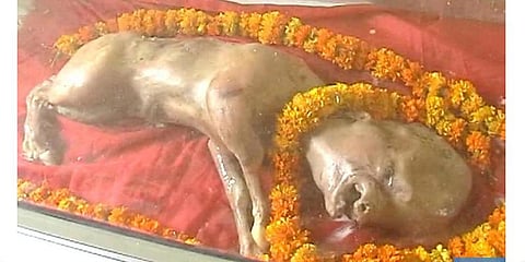 மனித உருவத்துடன் கன்றுக் குட்டி!