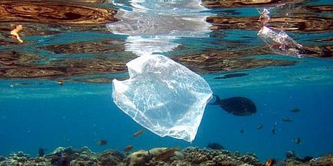 கடலில் மீன்களை மிஞ்சும் பிளாஸ்டிக் ...