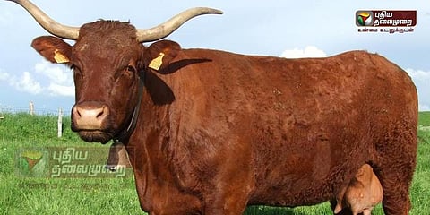 பிரவுன் கலர் பசுதான் சாக்லேட் பால் கொடுக்கும்: அமெரிக்க பசங்க கணிப்பு!