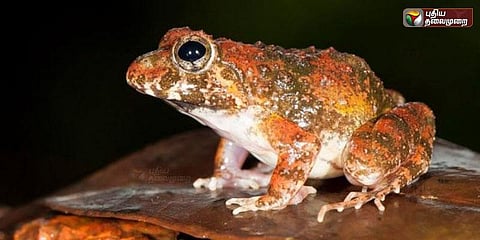 "ஐந்தாண்டு தேடுதலுக்கு பின் கிடைத்த புதிய தவளை...."