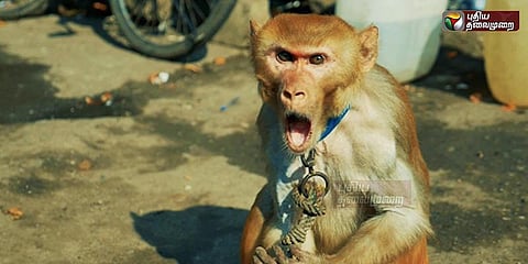 பள்ளியில் குரங்கு டான்ஸ்: பிரின்ஸ்பாலுக்கு வேலை போச்சு