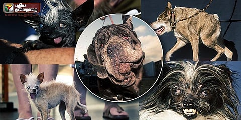 'உலகின் அசிங்கமான நாய்': கீரிடம் வென்றது 'மார்த்தா'