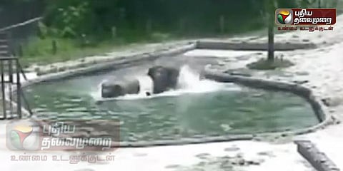 குளத்தில் தவறி விழுந்த குட்டி யானை: பதறிப்போன யானைகள் (வீடியோ)
