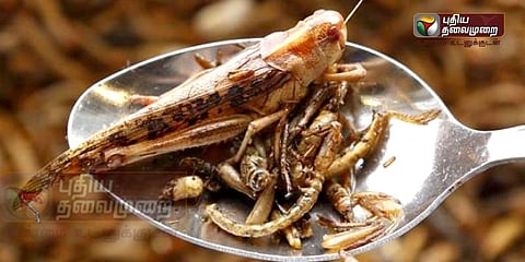 மனிதர்களின் வருங்கால உணவு 'பூச்சிகள்'