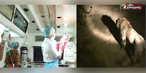 12 சிங்கங்கள் சுற்றி நிற்க, நடுக்காட்டில் நள்ளிரவில் ஒரு பிரசவம்!