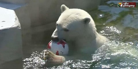 கால்பந்து போட்டியில் சிலியை ஜெர்மனி வெல்லும்: பனிக்கரடி ஆரூடம்