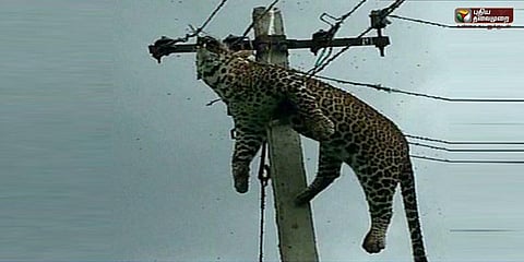 மின் கம்பத்தில் ஏறிய சிறுத்தை பலி!