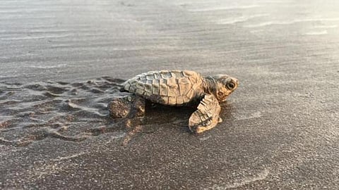 ஆமை முட்டை பற்றி தகவல் கொடுத்தால் விருதுடன் ரூ.5000 பரிசு