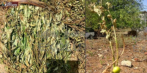 தமிழகத்தின் அரிய மூலிகைகள் கேரளாவுக்கு கடத்தல்?