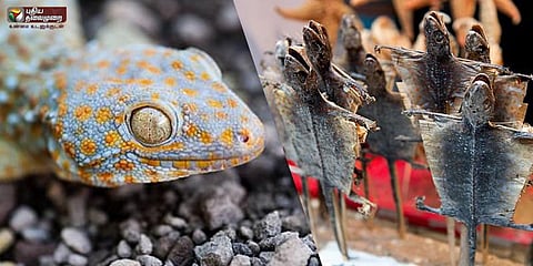 மருத்துவத்திற்காக வேட்டையாடப்படும் மரப்பல்லிகள் - விலை ரூ.70லட்சம்