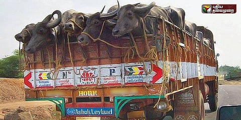 எருமை மாடுகளை ஏற்றிச் சென்றவர்கள் மீது கொடூர தாக்குதல்
