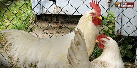 ஒரு கிலோ கோழி ரூ.87மேல் விற்றால் கடும் நடவடிக்கை