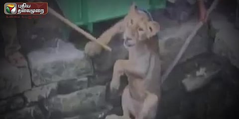 கிணற்றில் விழுந்த சிங்கம் - போராடி மீட்ட வனத்துறை (வீடியோ)