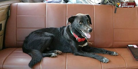 நாயில்லாமல் நாடு திரும்ப மாட்டோம்.. ஜெர்மன் தம்பதி மெரினாவில் தவிப்பு!