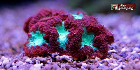 சூரிய ஒளியை பிரகாசிக்கும் பவளப்பாறைகள்