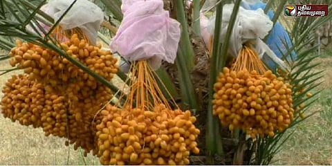 பேரீச்சை சாகுபடியில் பணம் அள்ளலாம்