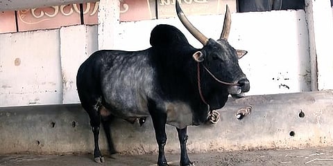 சிவகங்கை, காங்கேயத்தில் மாட்டின ஆராய்ச்சி நிலையம்