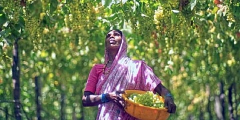 வறட்சி காரணமாக திராட்சை சாகுபடி பாதிப்பு