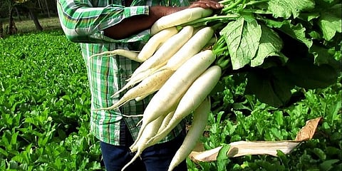 பூவிற்கு பதிலாக முள்ளங்கி விவசாயம்: விவசாயிகள் மகிழ்ச்சி!