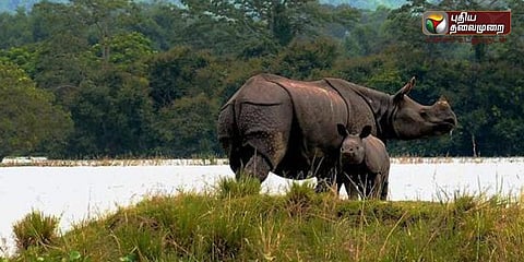 கனமழை காரணமாக குடிபெயரும் வனவிலங்குகள்