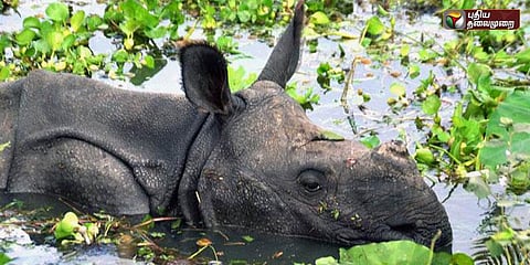 வெள்ளத்தால் உருக்குலைந்த அஸ்ஸாம்: வனவிலங்குகள் தத்தளிப்பு