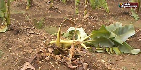 காட்டுப்பன்றிகளால் சேதமடையும் விளைநிலங்கள்