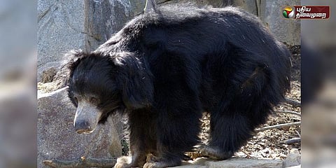 நீலகிரியில் தோட்டத்து பேரிக்காய்களை உண்ணவரும் கரடிகள்